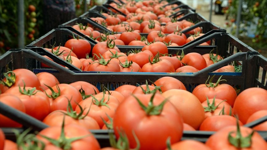 Batı Akdeniz in ihracatı, 2 ayda 500 milyon dolara yaklaştı