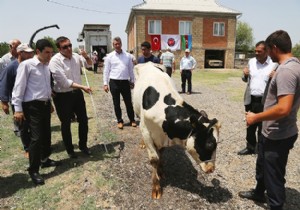 TİKA dan Azerbaycan Çiftçisine Hayvan Desteği!