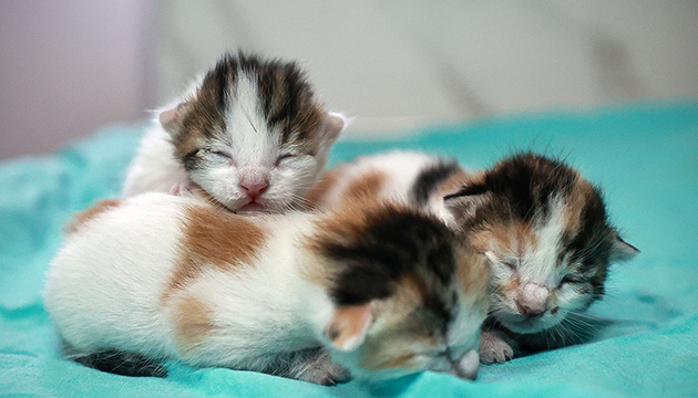 Camide doğum yapan kedi ile 3 yavrusu korumaya alındı