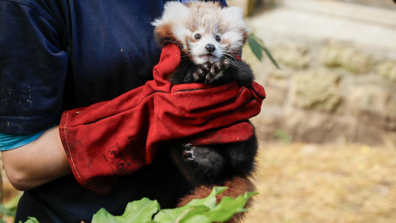 Korkudan ödü patlayan panda yavrusu hayatını kaybetti