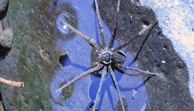 Dolomedes briangreenei